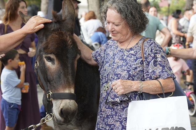 Burros 1