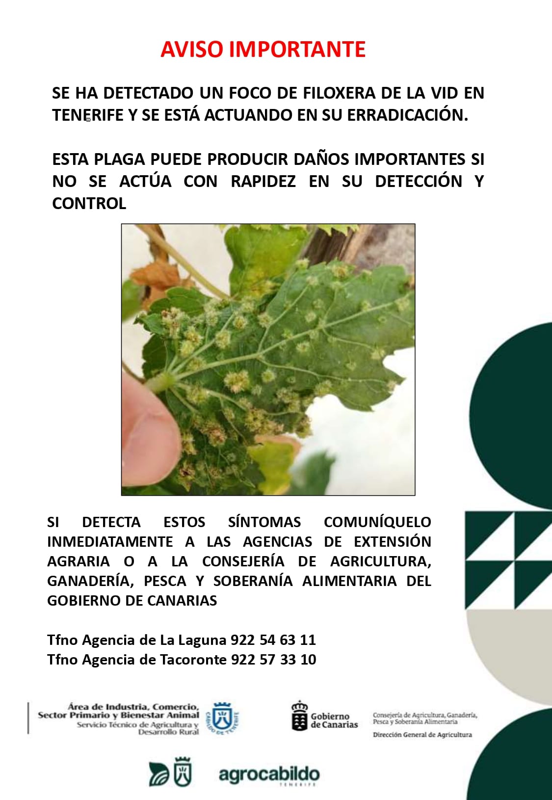 filoxera-agp-cab